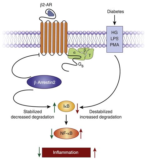 β2-adrenergic receptors in inflammation and vascular complications of diabetes - Kidney ...