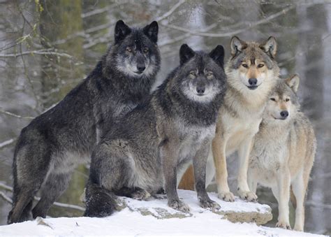 Majestic Winter Gray Wolves HD Wallpaper