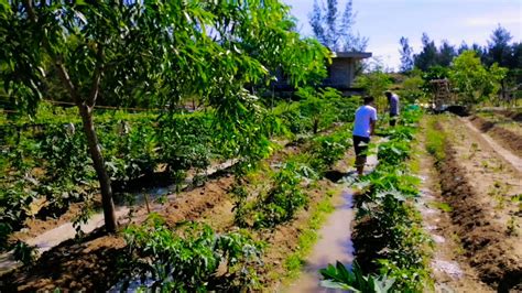 Garden Furrow Irrigation | Fasci Garden