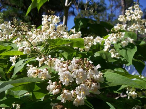 Flowers on my catawba tree. | Catawba tree, Flowers, Plants