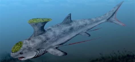 10 Amazing Extinct Species of Shark | Prehistoric creatures, Prehistoric animals, Weird animals