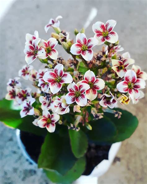 Indoor Flowering Plants To Grow And Keep Alive In Singapore's Climate