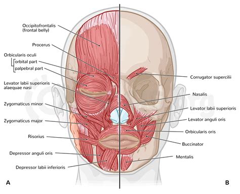 Muscles of the face and scalp | Osmosis