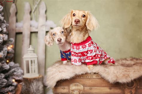 Christmas #puppyshoot | Christmas photoshoot, Christmas photos, Puppies