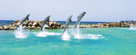 Dolphin Cove | Swim with Dolphins with Dolphin Discovery