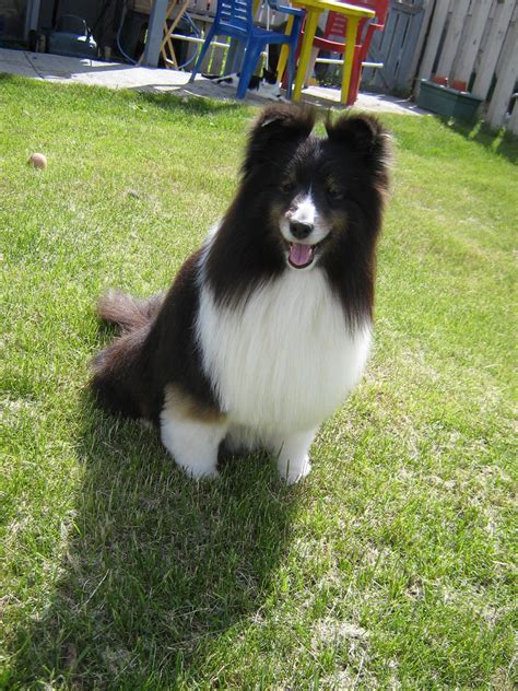 Sheltie | Sheltie dogs, Sheltie breeders, Black and white dog