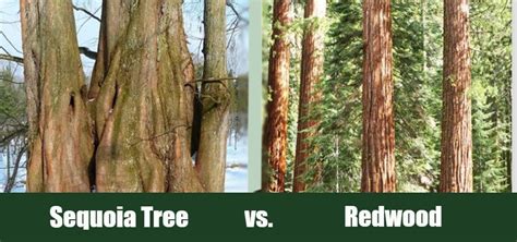 Sequoia Tree vs. Redwood: What's the Difference? (With Pictures ...