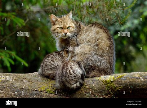 European wildcat with kittens felis silvestris hi-res stock photography and images - Alamy