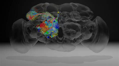 In a ‘tour de force,' researchers image an entire fly brain in minute detail | Science | AAAS