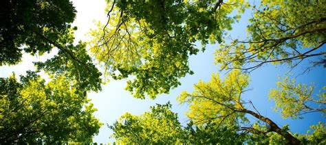 Can Trees Help Tackle Climate Change? - Garden Express