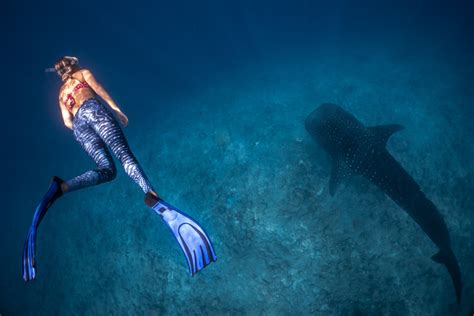 5 Whale Shark Diving Tours That Will Blow You Away - Abenaki