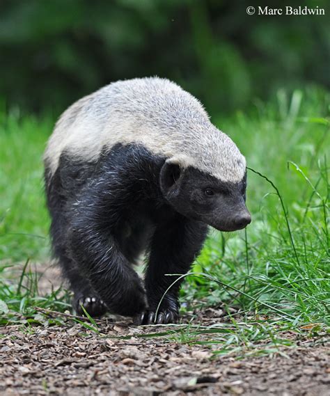 European Badger Taxonomy | Wildlife Online