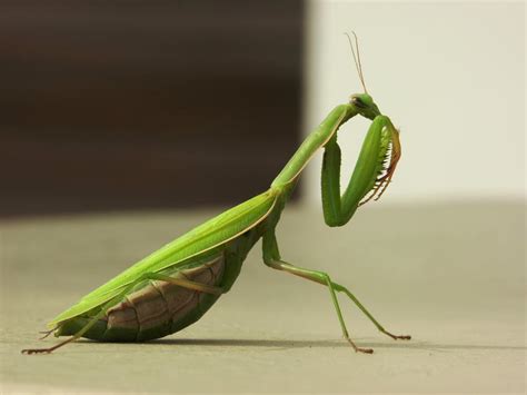 Pregnant Praying Mantis by Waldak on DeviantArt