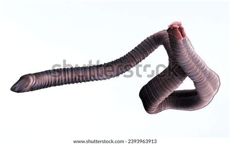 Tapeworm Free: Over 3 Royalty-Free Licensable Stock Photos | Shutterstock