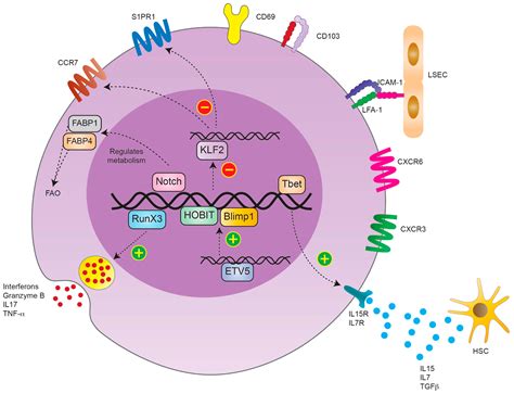 Cells | Free Full-Text | Tissue-Resident Memory T Cells in the Liver—Unique Characteristics of ...