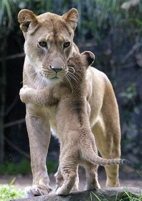 lion cub hugging mom : r/aww