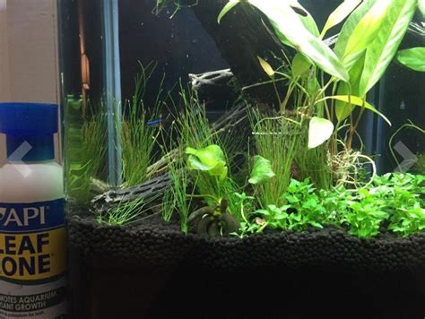 37 Best Aquarium Plants Ideas & How to Grow Aquarium Plants