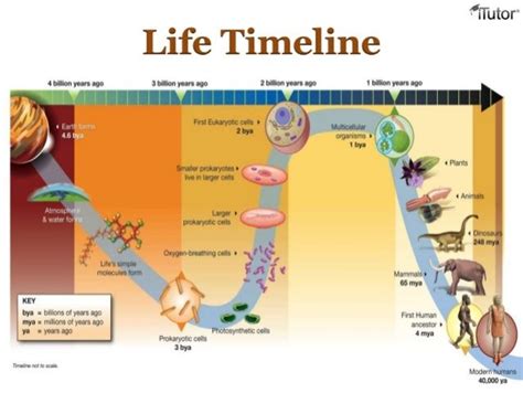 Theories of the origin of life on Earth timeline | Timetoast timelines ...