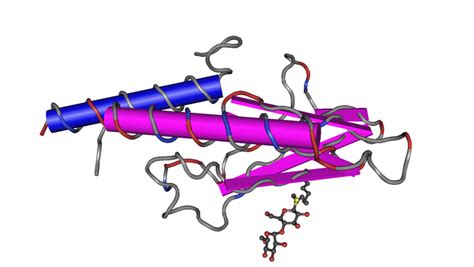 15.4A: Interactions of Hormones at Target Cells - Medicine LibreTexts