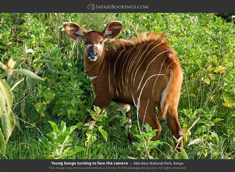 Aberdare Wildlife Photos – Images & Pictures of Aberdare National Park