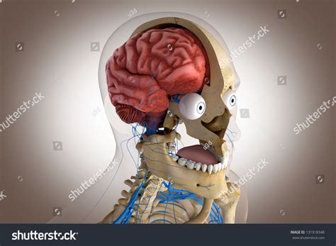 Human Anatomy Structure Head Brain Eyes Stock Illustration 131918348 ...