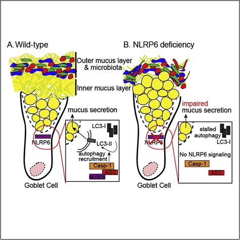 NLRP6 Inflammasome Orchestrates the Colonic Host-Microbial Interface by ...