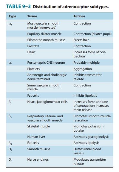 Cardiovascular System - Organ System Effects of Sympathomimetic Drugs