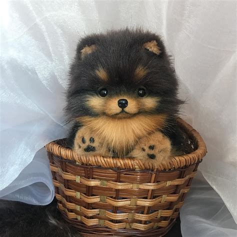 Teddy Bear Pomeranian # Pomeranian #teddybeardog #teddybeardogs # ...