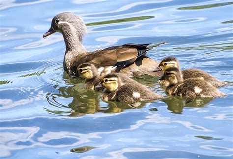 Mandarin Duck - Facts and Beyond | Biology Dictionary