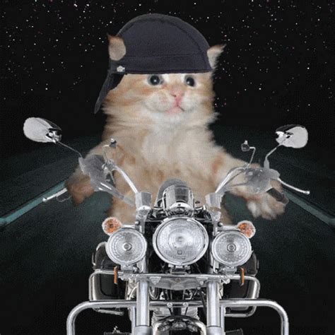 Cat In Motorcycle GIF - UINona GIFs