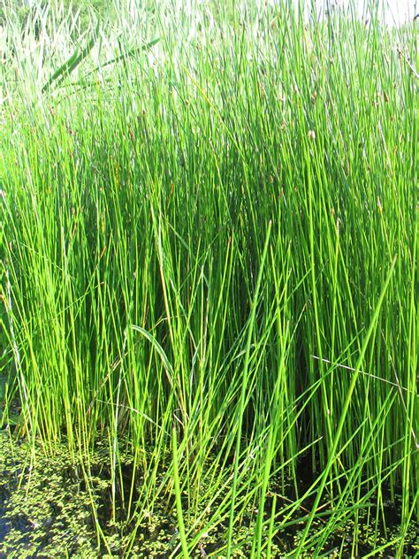 Eleocharis palustris Great Spike Rush | Prairie Moon Nursery