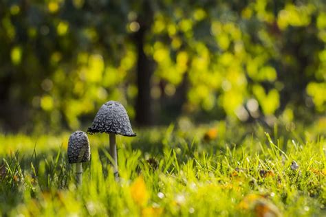 Black Mushroom Price per Kg - Arad Branding