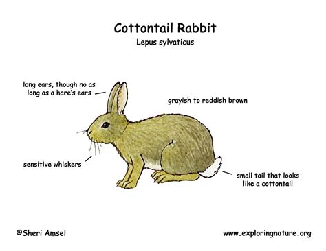 Rabbit (Cottontail)