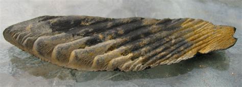 Louisville Fossils and Beyond: Cladoselache Shark Fossil