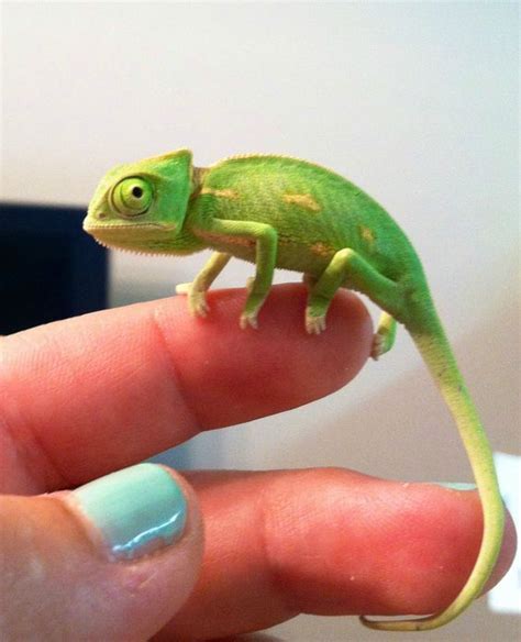 I love chameleons! | Cute Animals | Pinterest | Karma chameleon, So cute and Best friends