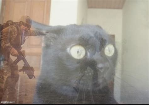 black cat ptsd Blank Template - Imgflip