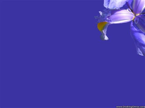 Blue Iris Wallpapers - Top Free Blue Iris Backgrounds - WallpaperAccess