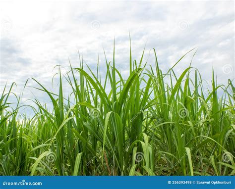 Sugarcane Field at Sunrise. Aerial View or Top View . Stock Photo ...