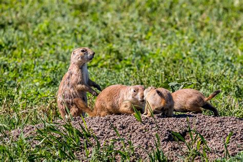 Prairie Dogs | Badlands National Park, South Dakota. | Thomas Franta | Flickr