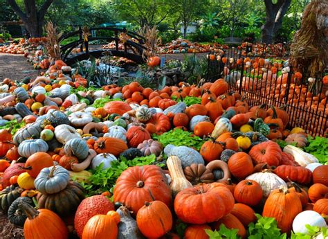 Autumn At the Arboretum Offers Fall Fun - Focus Daily News