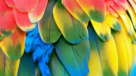 Awesome Parrot wallpaper | 1920x1080 | #11472