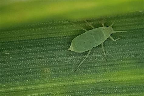 Russian wheat aphid – Cesar Australia