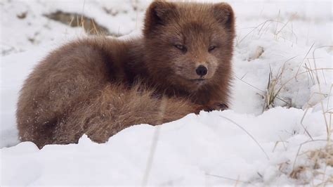 Winter in Westfjords on Vimeo