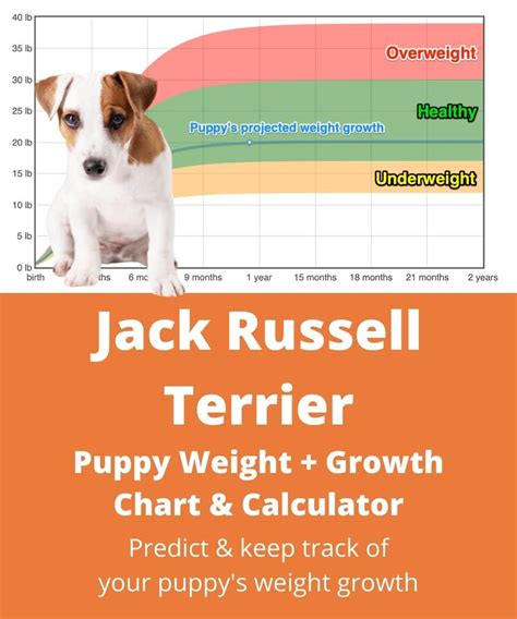 Jack Russell Terrier Weight+Growth Chart 2024 - How Heavy Will My Jack ...