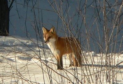 Family nature programs at Schmeeckle Reserve in March - News Releases ...