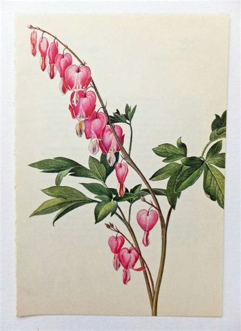 Bleeding Heart Flower Drawing at GetDrawings | Free download