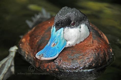 Blue Bill Duck - a photo on Flickriver