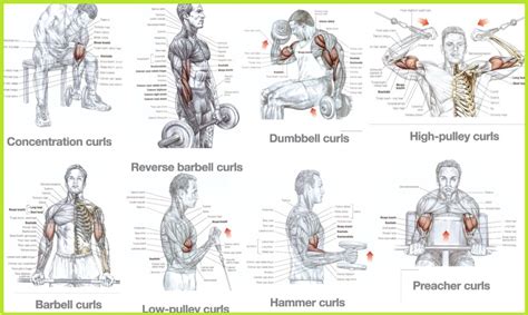 Best Bicep Workouts for Mass Building - Bodydulding