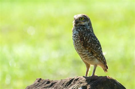 40+ Least Pygmy Owl Photos Stock Photos, Pictures & Royalty-Free Images ...