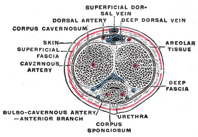 Corpus cavernosum penis - wikidoc